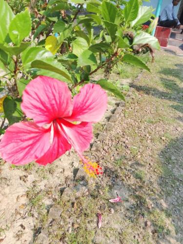 Khulna Division Villa | Bonolota Eco Villa