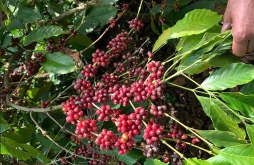 Madikeri House | BEAN IN BREEZ homestay COORG