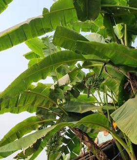 Jhanjharpur House | Aangan Village Stay