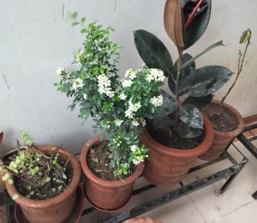 Zirakpur Apartment | AMYRA Apartment