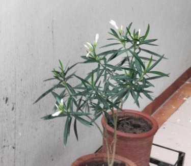 Zirakpur Apartment | AMYRA Apartment