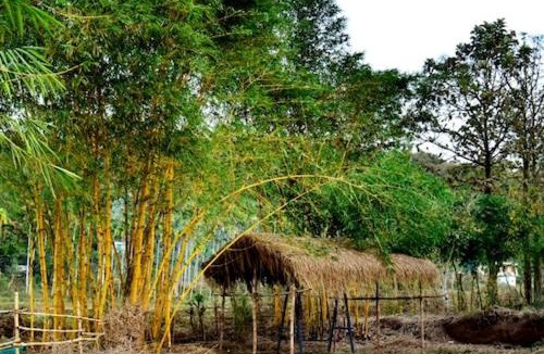 Kaimane House | Bamboo world kuruva