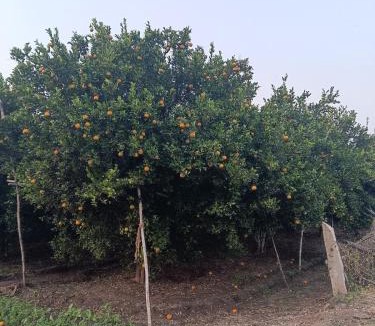 Bhanpura House | Bapna Farms- Farmstay in Bhanpura Gandhisagar region