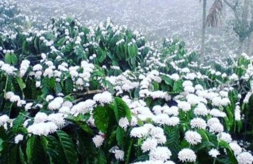 Madikeri House | BEAN IN BREEZ homestay COORG