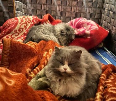Kullu House | Ellie & the cats