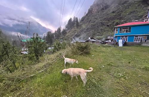Kasol House | FORMOSA Cafe Hostel KASOL GOA