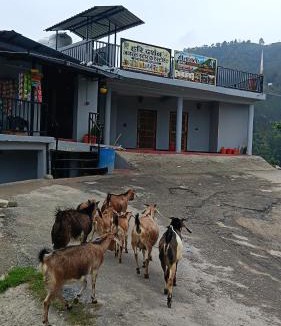 Kaul House | Geetanjali homestay