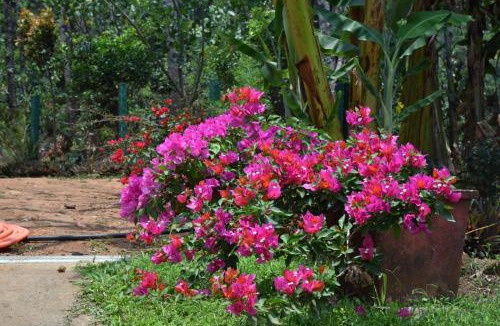 Somvarpet House | Hillwoods homestay