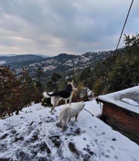 Almora House | Indra home stay kasardevi