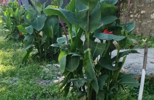 Chakrata Other | Kinara Camping