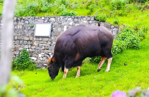 Kodaikanal Hotel | Kodai Outdoor Valley