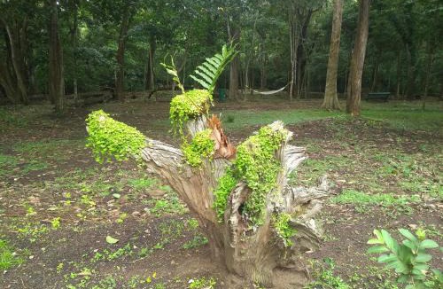 Thekkady Resort | KTDC Periyar House