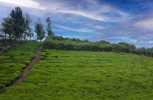 Ooty Villa | Magnolia by Nature Resorts and Stays, Coonoor