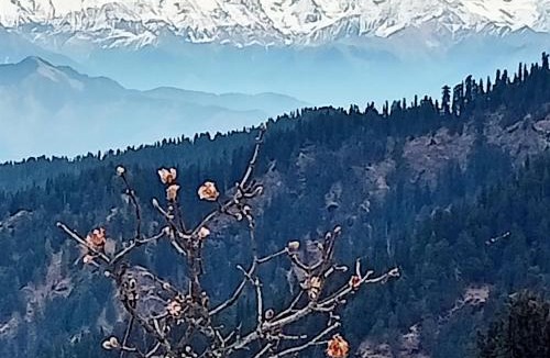 Theog Other | Nag tibba camp matiana