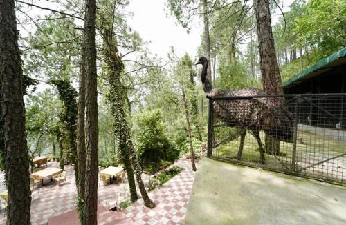 Kumarhatti Hotel | Nature View Resort ! A Four Star Lavish & Luxury Resort