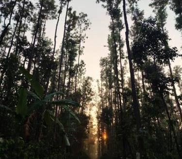 Vastare House | Outbackwoods homestay room Robusta