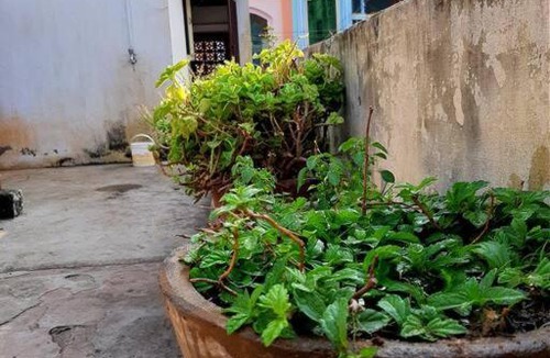 Tiruvannamalai House | Peaceful Stay at Saradha Nivas Near Temple