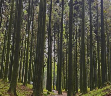 Darjeeling House | Pines and Beyond cottage