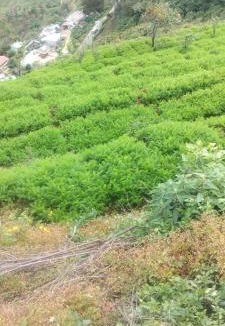 Kodaikanal Resort | RIYA WOOD HOUSE Kodaikanal