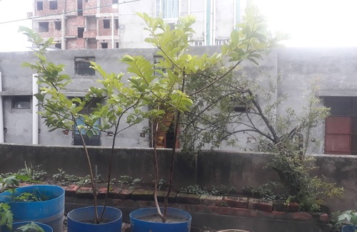 Dhaka Apartment | Serviced Apartment Near Dhanmondi