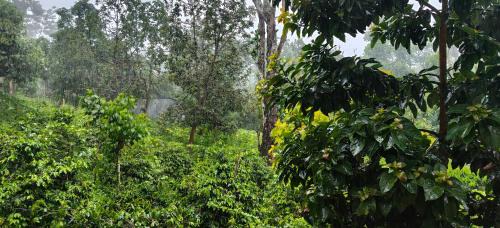 Kodaikanal Bed & Breakfast | SM GARDENS Nature Stay Kodaikanal