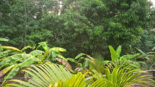 Chirayinkil House | Surabhi-Nature Villa , Private floor AC