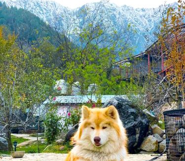 Manali Hotel | The GlampView Resort