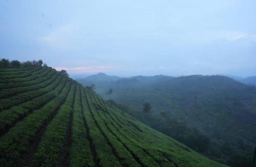 Elappara Resort | VagaMist Pool Resorts