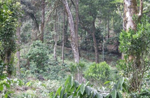 Madikeri House | vintage Pearl Estate Stay