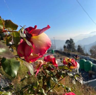 Stone Rose Vista
