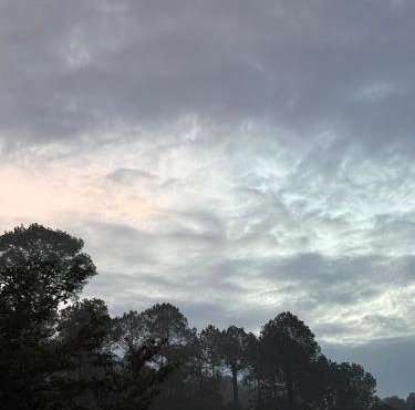 The Pine Tree Apartments l Kasauli