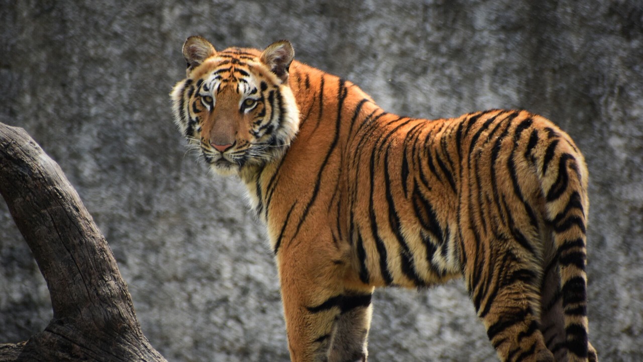 Photo of Others in Chandigarh