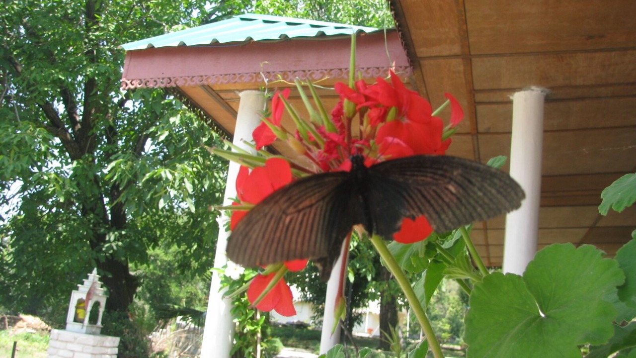 Photo of Outdoor in Bir