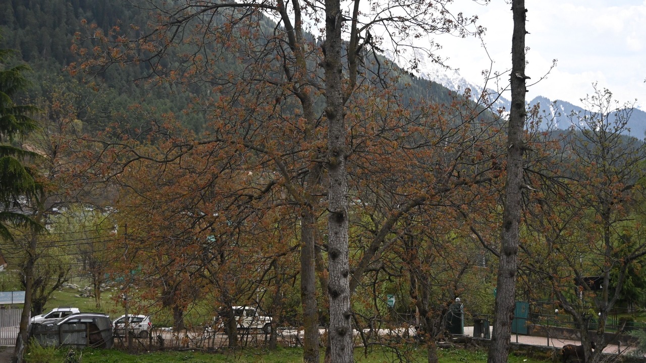Photo of Others in Laripora