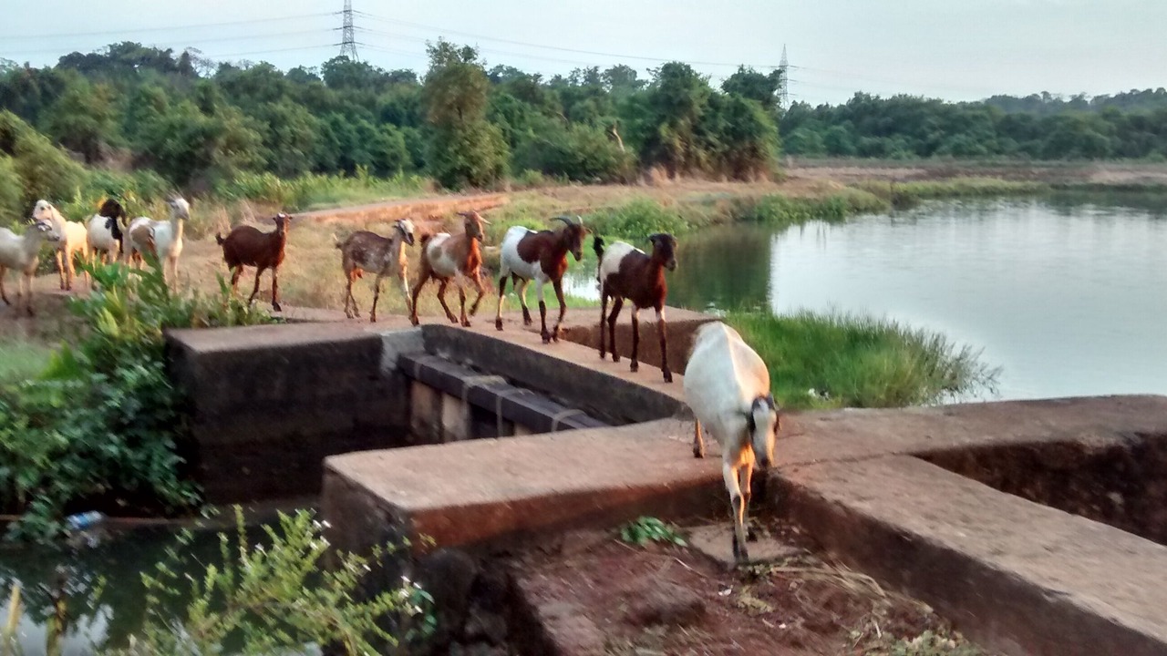Photo of Outdoor in Bardez