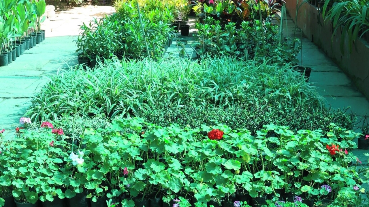 Photo of Outdoor in Almora