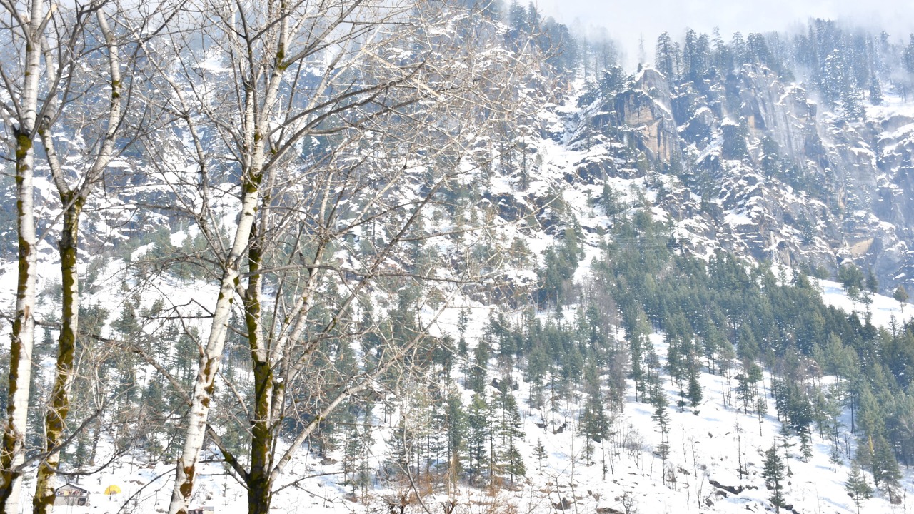 Photo of Others in Manali