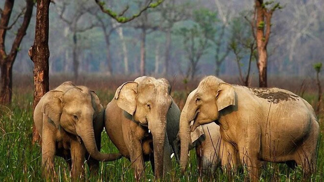 Photo of Others in Alipurduar