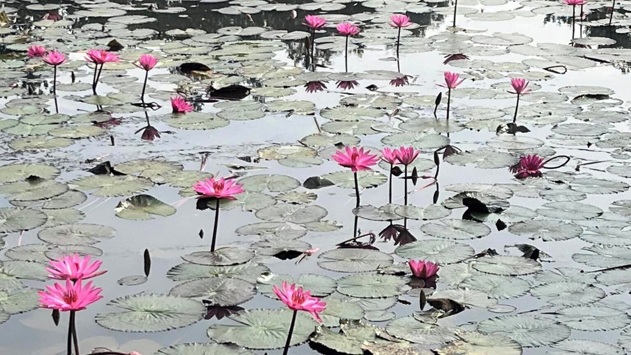 Photo of Outdoor in Sreemangal Upazila