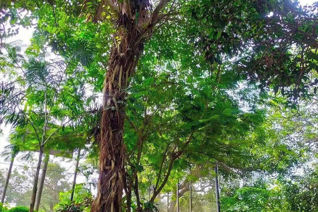 Photo of Outdoor in Dhaka Division