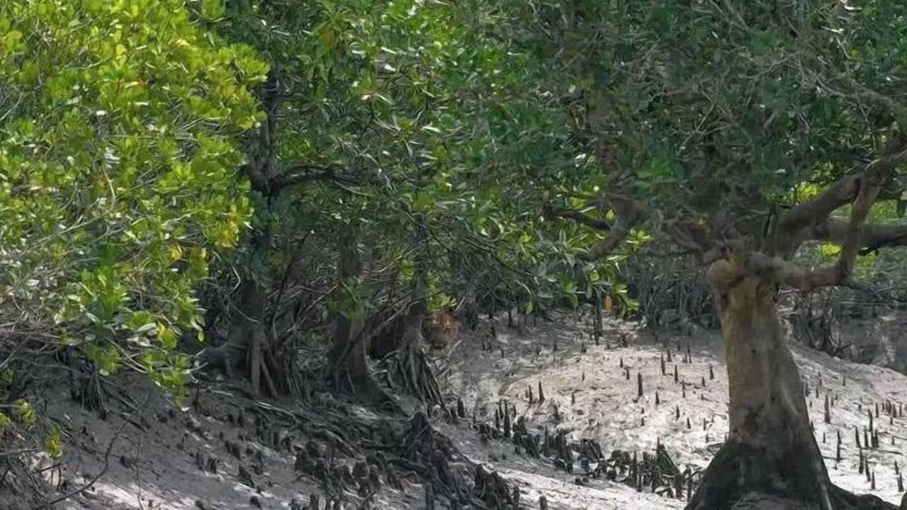 Photo of Outdoor in Khulna Division