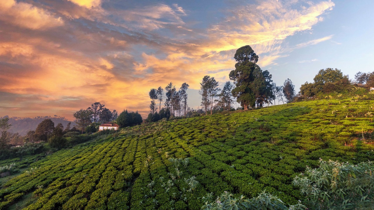Photo of Outdoor in Kotagiri