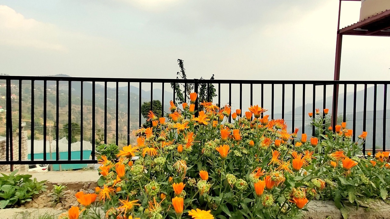 Photo of Outdoor in Shimla