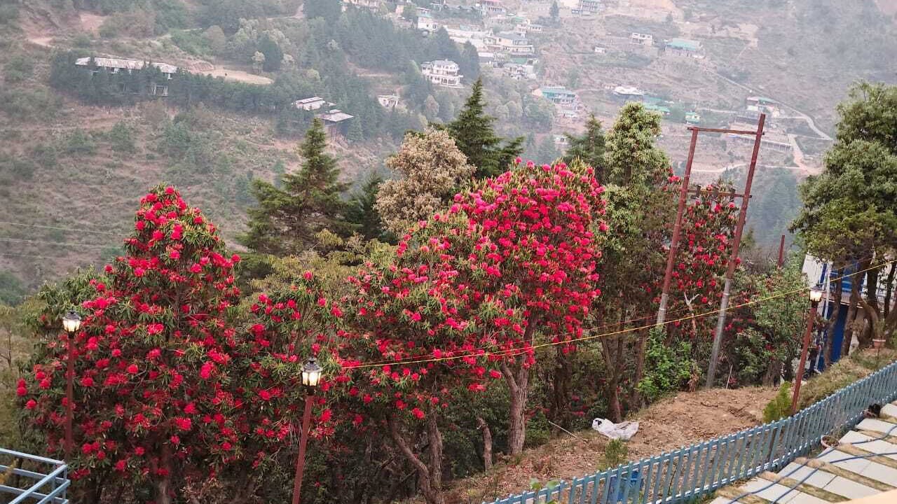 Photo of Others in Mussoorie
