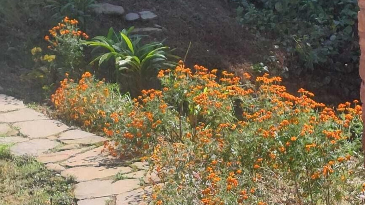 Photo of Outdoor in Geyzing