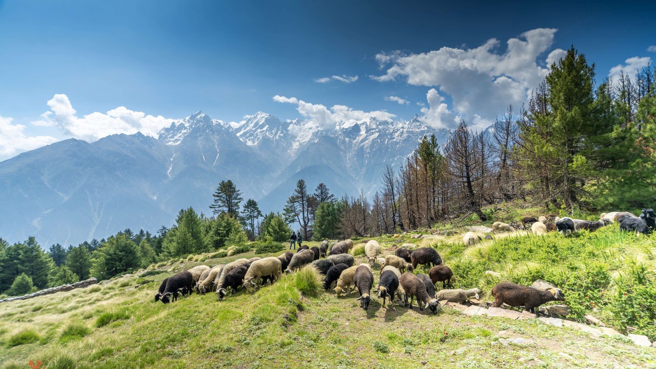 Photo of Others in Kalpa
