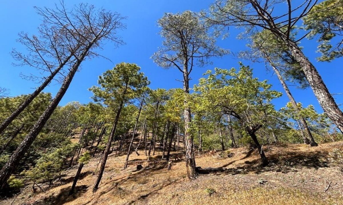 Photo of Outdoor in Kaul