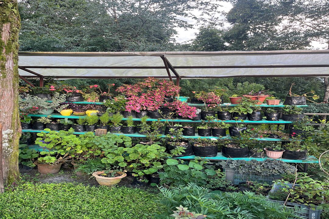 Photo of Others in Pelling