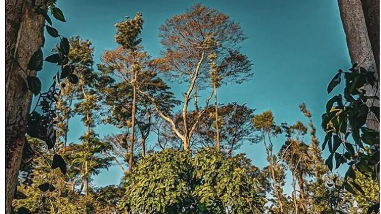 Photo of Outdoor in Chikkamagaluru