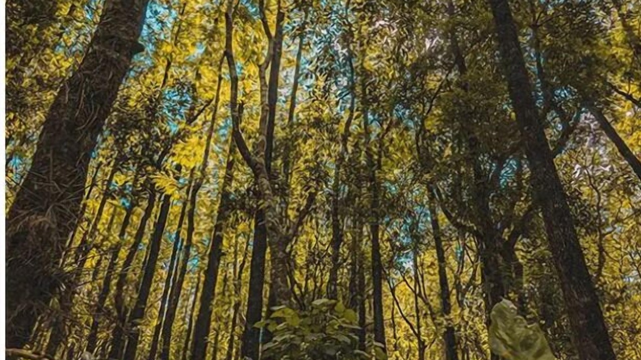 Photo of Outdoor in Chikkamagaluru